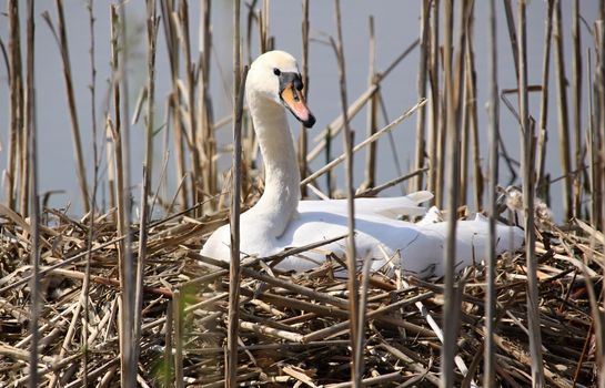 Whitte swan sitting on the nest