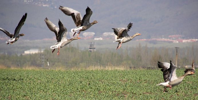 wild geese in flight over the field