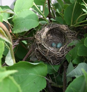 Blackbird nest with two small eggs on kiwi tree