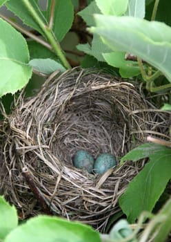 Detail of blackbird eggs in nest on the tree