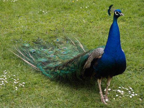 The male  peacock on a green grass 