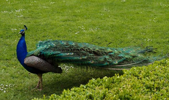 The peacock male on a green grass 