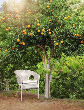 White wicker chair under fruit tree in orange grove garden