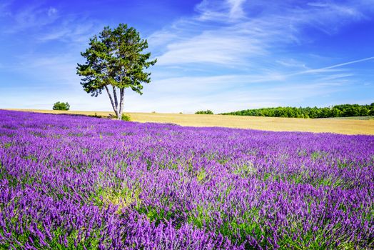 Lavender field in Provence, near Sault, France 