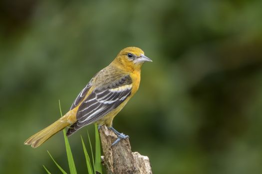 Baltimore Oriole perched photographed in Costa Rica.