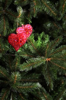 Red Christmas tree decoration in the form of heart on a fir-tree branch