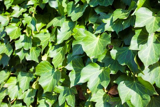 Leafs of ivy covering a wall