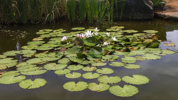 White and Pink Flowers of Nymphaea Lotus in Chonburi Province of Thailand.