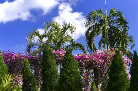 Tropical Palm Trees and Flowers in Chon Buri  Thailand.