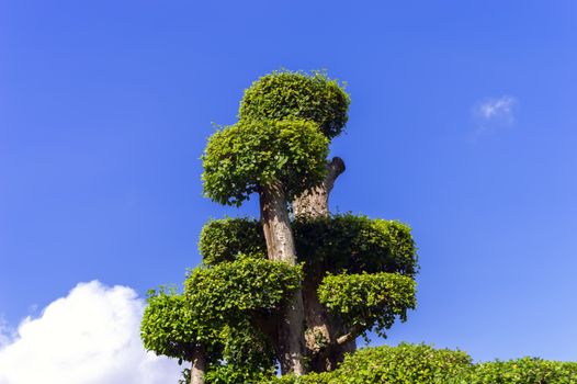 Top of Tree in Chon Buri  Thailand.
