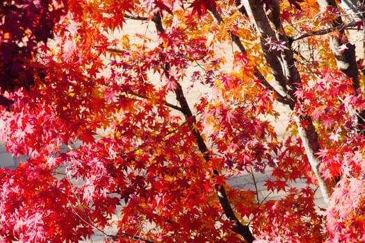 Image of red Japanese maple leaves