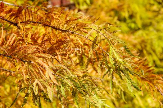 close up of colorful autumn Bald Cypress tree (Taxodium distichum)