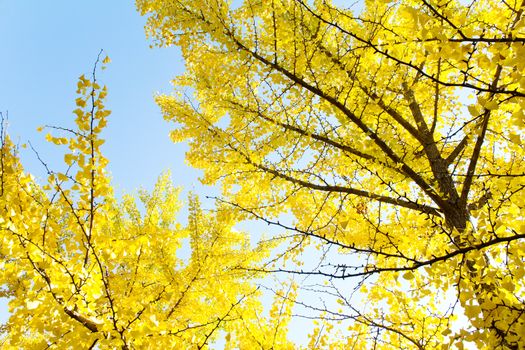 Autumn Ginkgo Leaves