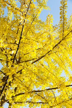 Autumn Ginkgo Leaves