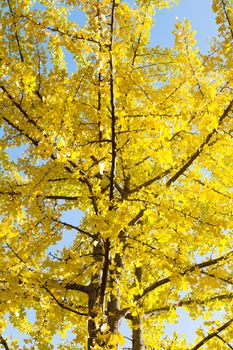 Autumn Ginkgo Leaves background