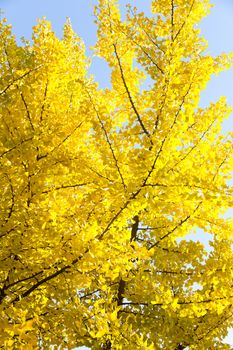 Autumn Ginkgo Leaves