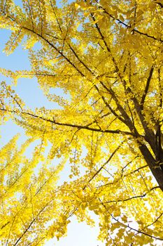 Autumn Ginkgo Leaves