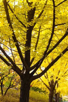 Autumn Ginkgo Leaves