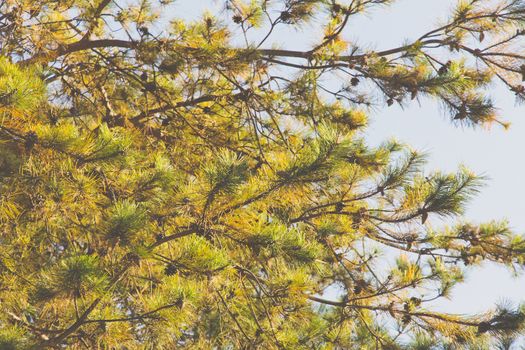 Japanese red pine