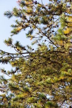 Japanese red pine