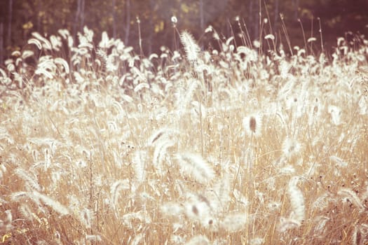 close up image of Field Grass Background