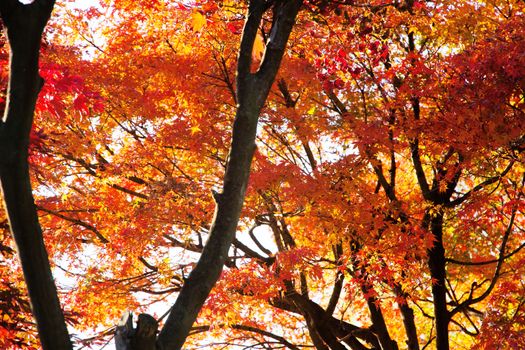 Branches of red acer palmatum in autumn