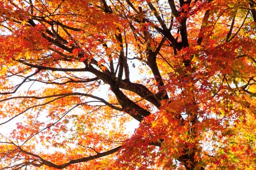 Branches of red acer palmatum in autumn
