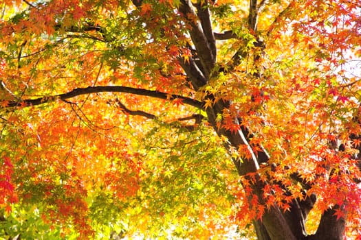 Colorful Autumn Leaves with Sunlight