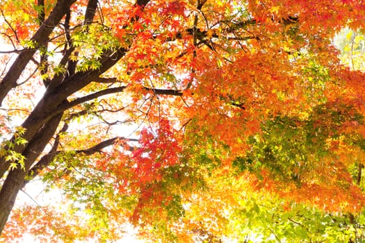 Colorful Autumn Leaves with Sunlight