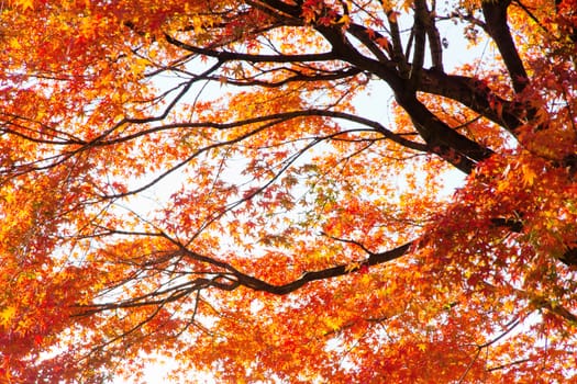 Branches of red acer palmatum in autumn
