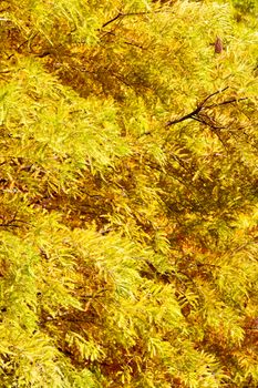 close up of colorful autumn Bald Cypress tree (Taxodium distichum)