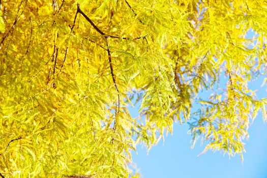 close up of colorful autumn Bald Cypress tree (Taxodium distichum)