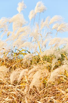Field Grass Blowing in the Wind