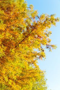 close up of colorful autumn Bald Cypress tree (Taxodium distichum)