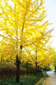 Ginkgo Tree background