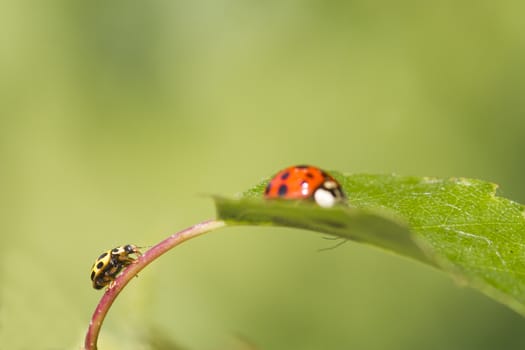 ladybird on a leaf close up