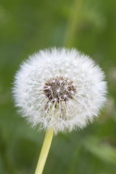 Dandelion seeds in the morning sunlight