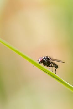 Fly on a blade of grass closeup macro shot