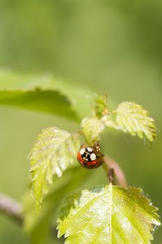 ladybird on a leaf close up