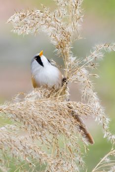 Bearded Tit ( Panurus biarmicus ) close up in the wild