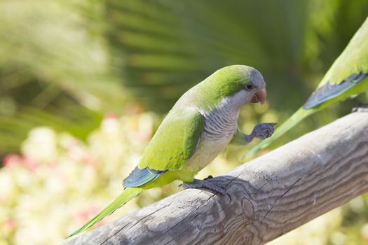 Monk Parakeet  (Myiopsitta monachus) perched on a post