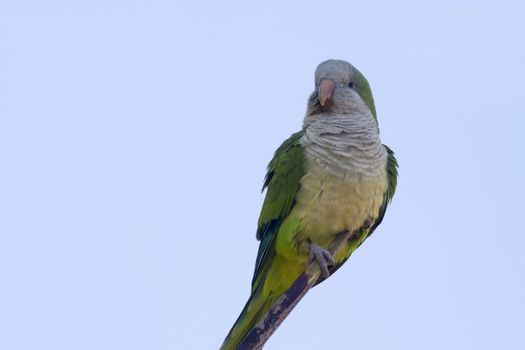 Monk Parakeet  (Myiopsitta monachus) perched on a branch