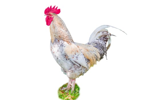 A white rooster exempted against white ground when posing.