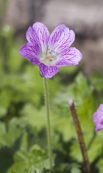 Druce's Crane's-bill ( Geranium x oxonianum) Wildflower found in the UK