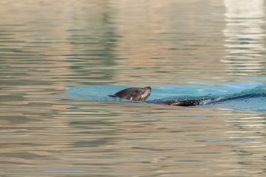 Sea Lion relaxing in the water closeup