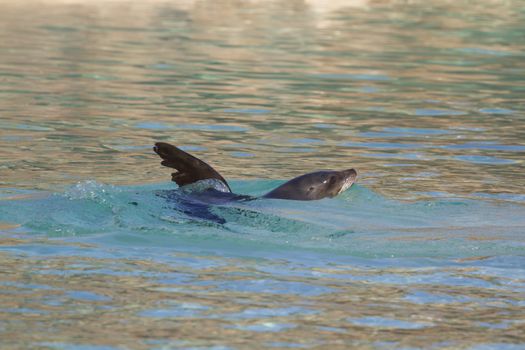 Sea Lion relaxing in the water closeup