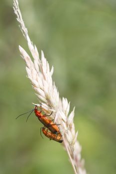 Beetle (Rhagonycha fulva) Breeding on a grass stem