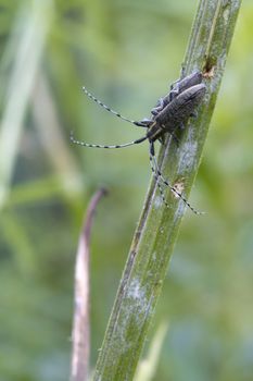 Beetle ( Agapanthia villosoviridescens ) Breeding on a stem