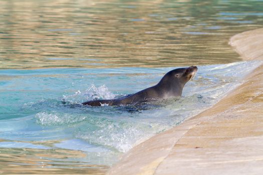 Sea Lion relaxing in the water closeup