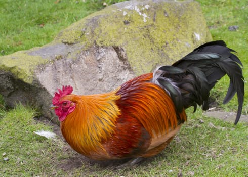 Cockerel a beautiful farm bird close up